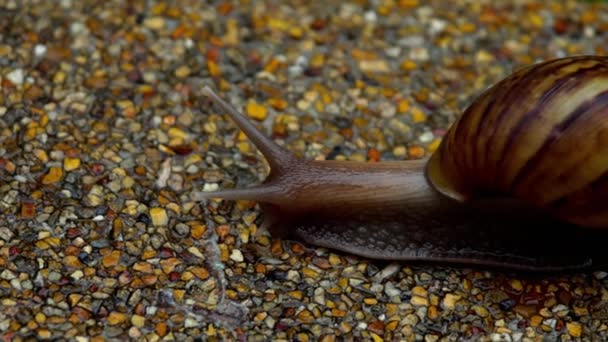 Escargot de jardin rampant sur la chaussée — Video
