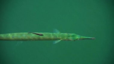 Needlefish deniz yüzeyi altında