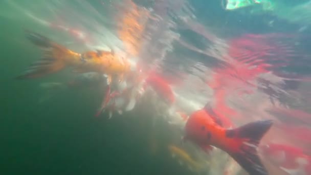 Underwater Koi fisk i dammen äter. — Stockvideo