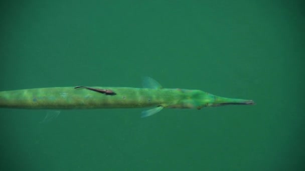 Näbbgäddfiskar under havet ytbehandlar — Stockvideo
