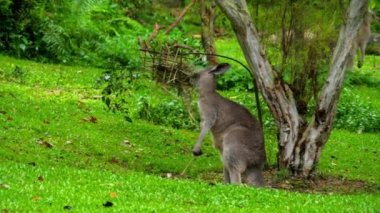 safari park üzerinde çim yeme kanguru