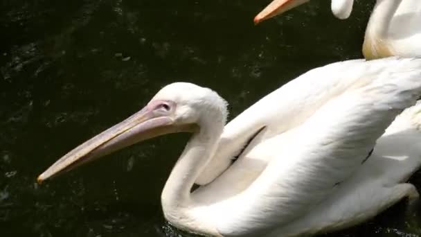 У білих пеліканів — стокове відео