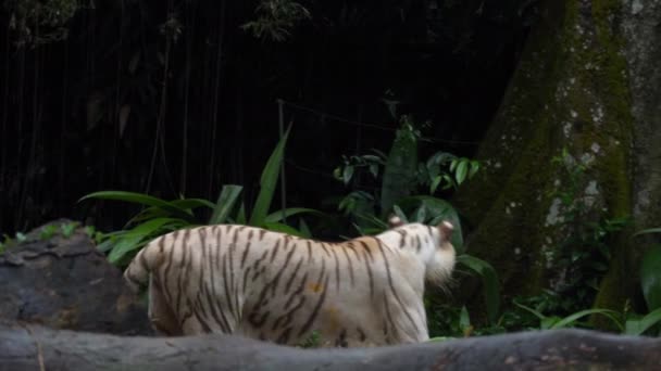 Шикарный белый тигр — стоковое видео