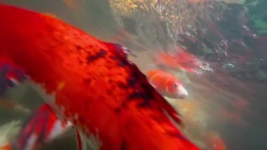 Sualtı Koi balık gölet yeme.