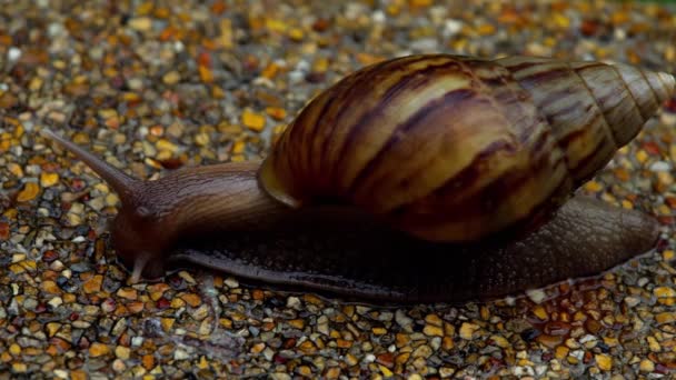 Caracol de jardín arrastrándose sobre el pavimento — Vídeo de stock