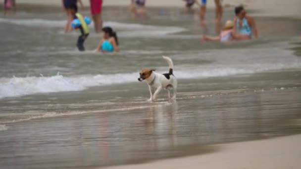 杰克罗素Terrier狗在海滩上 — 图库视频影像
