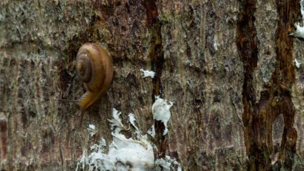 Escargot du jardin rampant, macro 