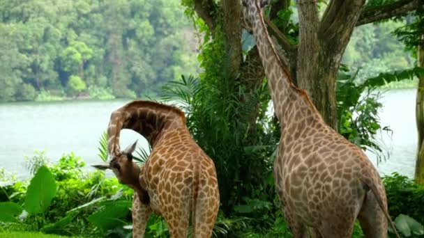 Жирафы в саванне — стоковое видео