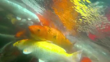 Sualtı Koi balık gölet yeme.