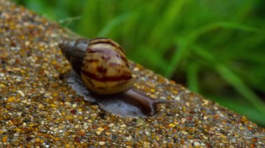 Bahçe salyangoz kaldırımda tarama