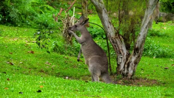 Kangourou manger de l'herbe sur un parc safari — Video