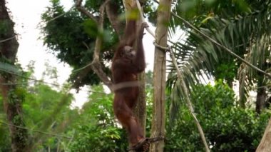 Orangutan ağaç üzerinde