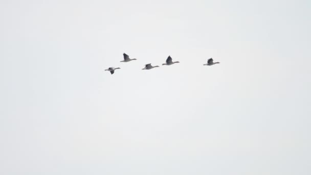 Troupeau d'oies sauvages volant en forme de v sur ciel bleu — Video