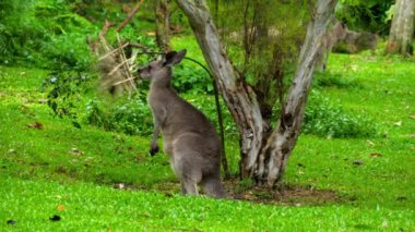 safari park üzerinde çim yeme kanguru