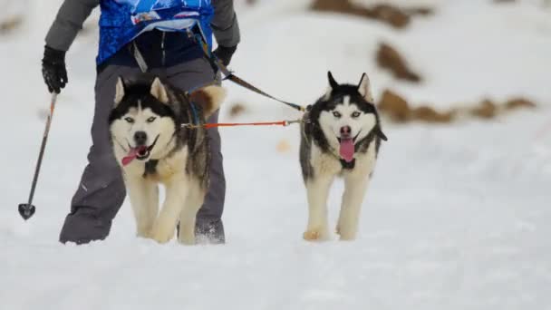 Μεγαλόσωμος σκύλος και γυναίκα αθλητή κατά τη διάρκεια αγώνων skijoring — Αρχείο Βίντεο