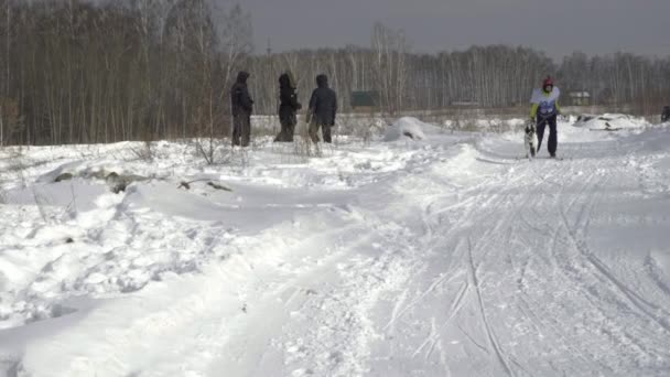 Хаскі собака і жінка спортсменка під час змагань з лижного спорту — стокове відео