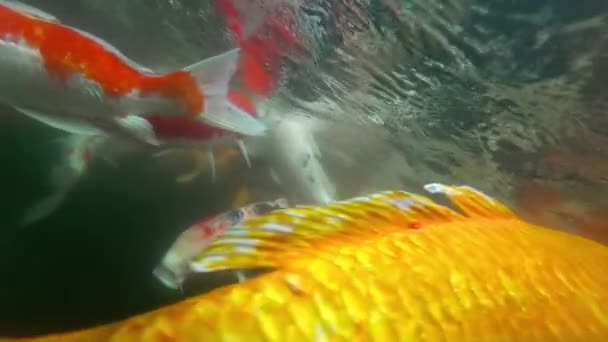 Underwater Koi fish in pond eating. — Stock Video