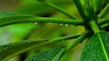 Plumeria yaprakları yağmur damlaları ile