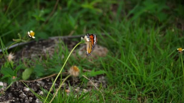 Motyl monarcha na kwiatach — Wideo stockowe