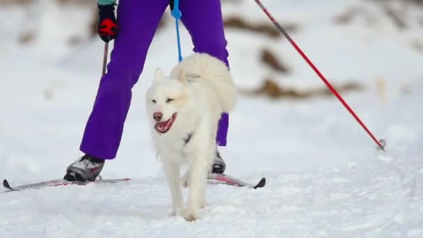 Husky anjing dan atlet wanita selama kompetisi ski — Stok Video