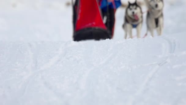 Husky hond en vrouw atleet tijdens Skijöring competities — Stockvideo