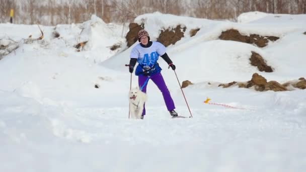 Husky kutya és nő sportoló skijoring versenyeken — Stock videók