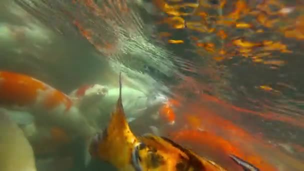 Unterwasser-Koi-Fische im Teich essen. — Stockvideo