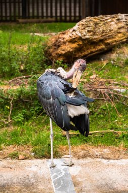 Marabut park alanındaki