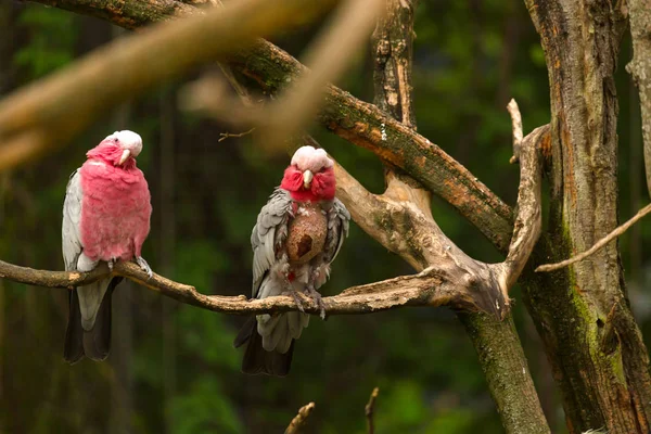 stock image Pink Gala sits on a tree