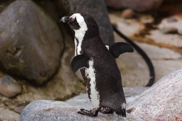 Pinguïn fladderende zijn vleugels — Stockfoto