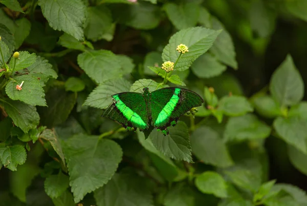 Bright green tropical butterfly — Stock Photo, Image