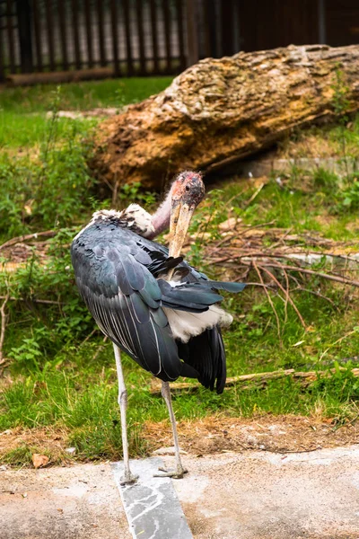 Marabou i naturen — Stockfoto