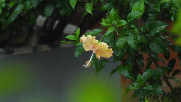 Крем гибискус цветок под дождем — стоковое видео