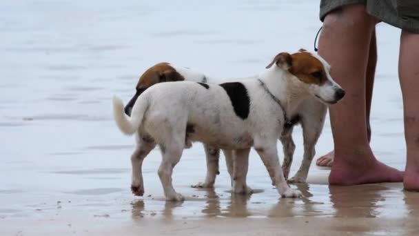 Jack Russell Terrier honden op het strand — Stockvideo