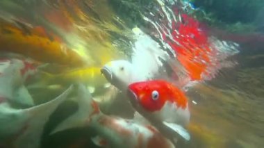 Sualtı Koi balık gölet yeme.