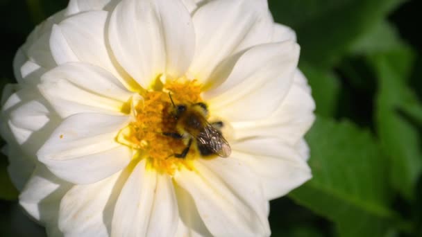 Bumblebee on dahlia flower — Stock Video