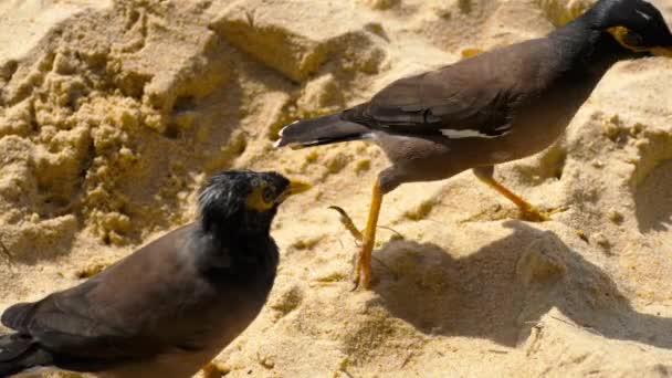 Gemeiner myna -acridotheres tristis- — Stockvideo