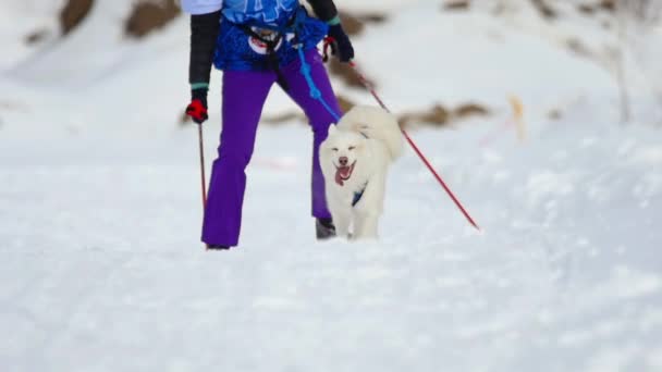 Skijoring 競技中にハスキー犬と女性アスリート — ストック動画