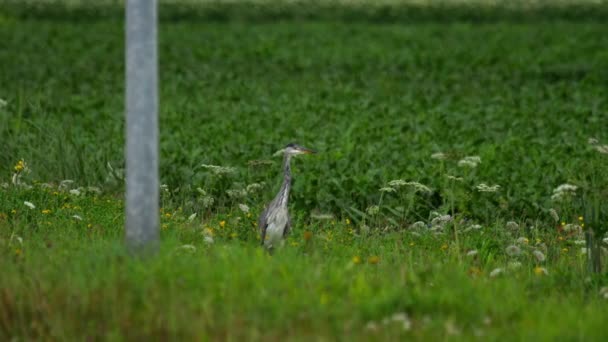 Grey heron berdiri di bidang lahan pertanian — Stok Video