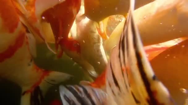 Víz alatti Koi hal a tóban eszik. — Stock videók