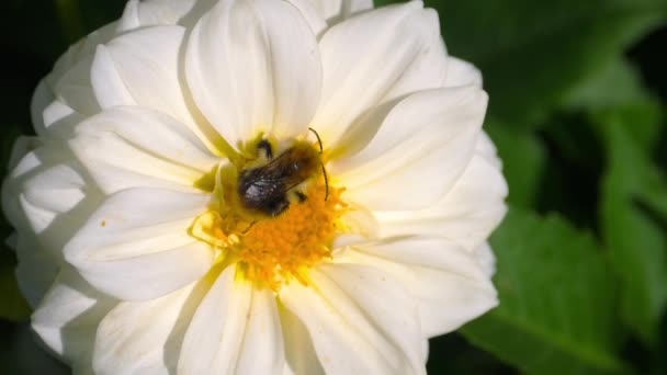 Bumblebee on dahlia flower — Stock Video