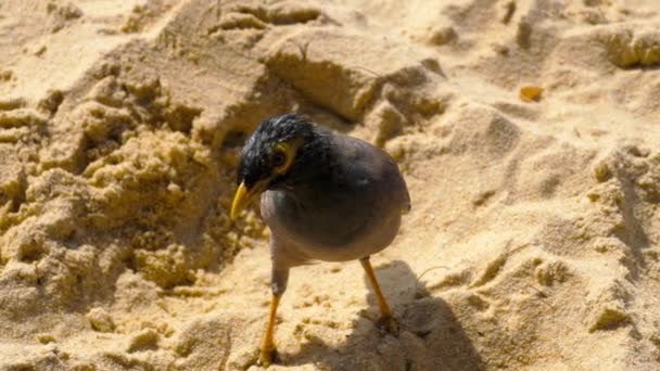 Společné posvátný - Acridotheres tristis- — Stock video