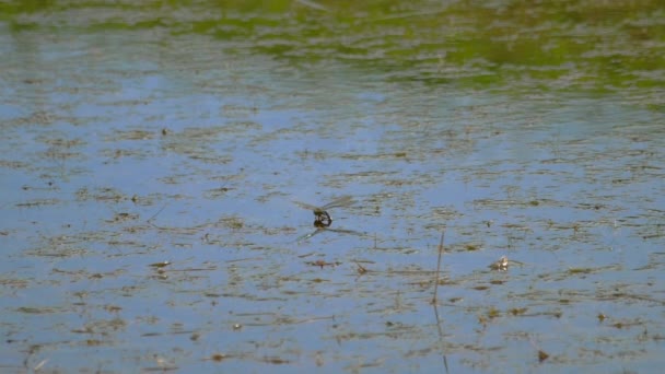 蜻蜓产卵 — 图库视频影像