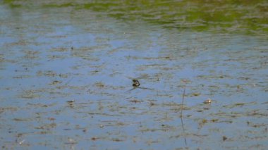 Yusufçuk yumurta bırakır