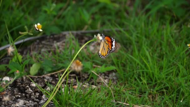 Motyl monarcha na kwiatach — Wideo stockowe