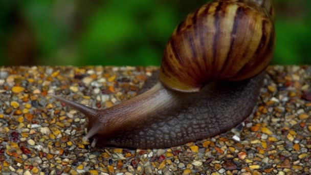 Caracol de jardín arrastrándose sobre el pavimento — Vídeo de stock