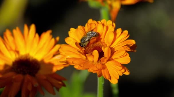 Bee on a orange marigold — Stock Video