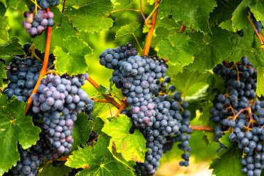 Şarap yapımı ve büyüyen şarap