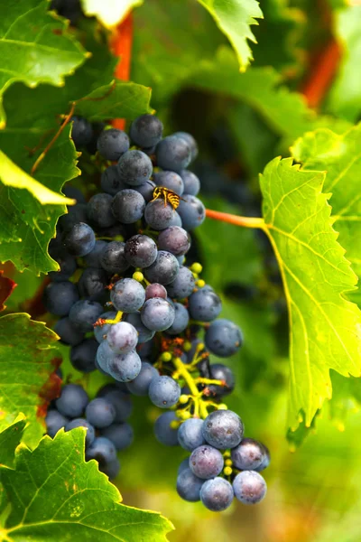 Bunches of grapes in the garden — Stock Photo, Image