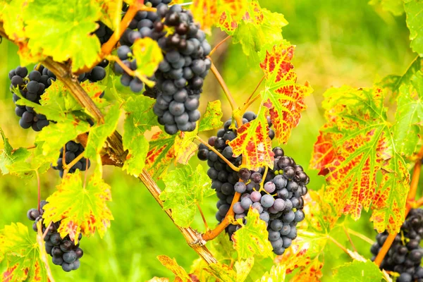 Growing grapes in Europe — Stock Photo, Image